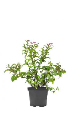 Спирея японская Криспа (Crispa)