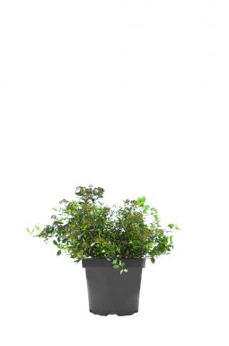 Спирея японская Литл Принцесс (Little Princess)