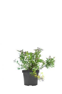 Спирея японская Манон (Manon)