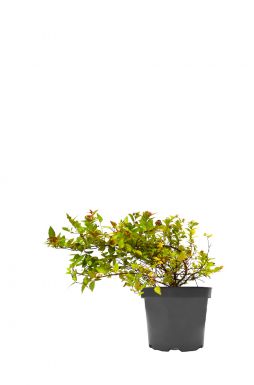 Спирея японская Мейджик Карпет (MAGIC CARPET Walbuma PBR)