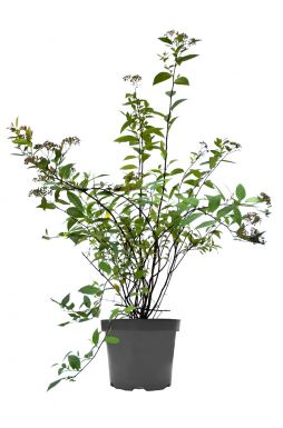 Спирея японская Фробели (Froebelii)