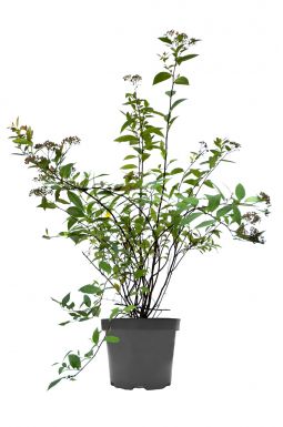 Спирея японская Фробели (Froebelii)