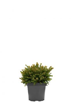 Ель обыкновенная Олендорфии (Ohlendorfii)