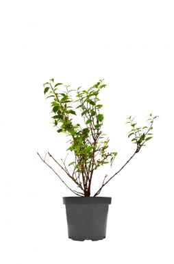 Чубушник Альбатре (Albatre)