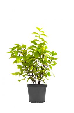 Чубушник Ауреус (Aureus)