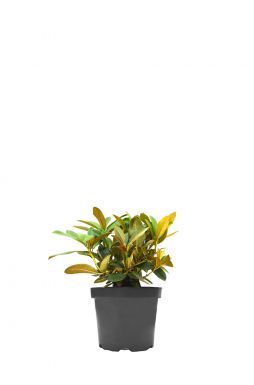 Рододендрон Бернштейн (Bernstein)