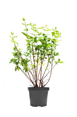 Чубушник Вирджинал (Virginal)