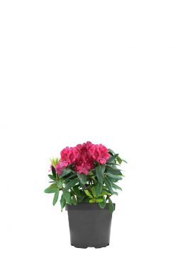 Рододендрон Владислав Ягелло (Wladyslaw Jagiello)