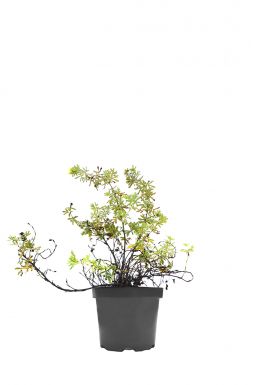 Лапчатка Кустарниковая Голдстар (Goldstar)