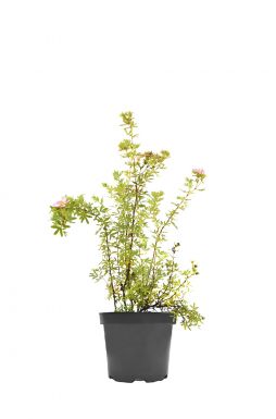 Лапчатка Кустарниковая Пинк Парадайз (Pink Paradise)