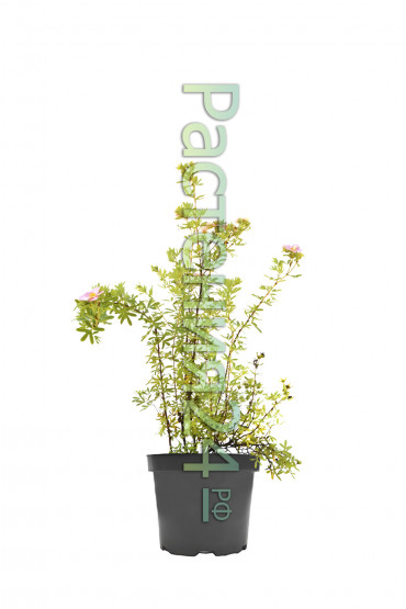 Лапчатка Кустарниковая Пинк Парадайз (Pink Paradise)