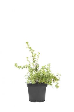 Лапчатка Кустарниковая Ред Айс (Red Ace)