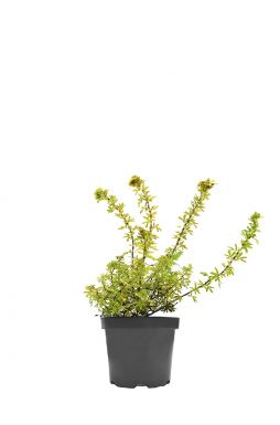 Лапчатка Кустарниковая Саммерфлор (Sommerflor)