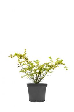 Лапчатка Кустарниковая Тилфорд Крим (Tilford Cream)