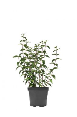 Чубушник Лемуана (Lemoinei)