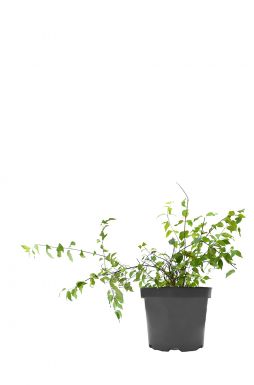 Чубушник Льюиса Ватертон (Waterton)