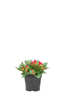 Рододендрон Моргенрот (Morgenrot)