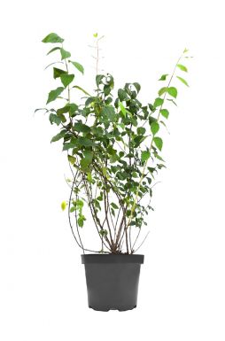 Чубушник Шнеештурм (Schneesturm)