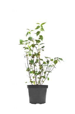 Чубушник Эректус (Erectus)