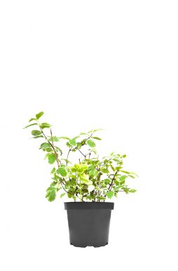 Чубушник венечный Вариегатус (Variegatus)