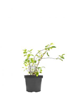 Чубушник венечный