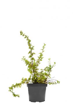 Лапчатка кустарниковая Абботсвуд (Abbotswood)