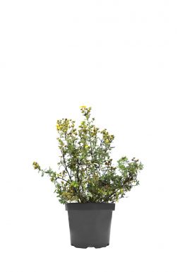 Лапчатка кустарниковая Голдфингер (Goldfinger)