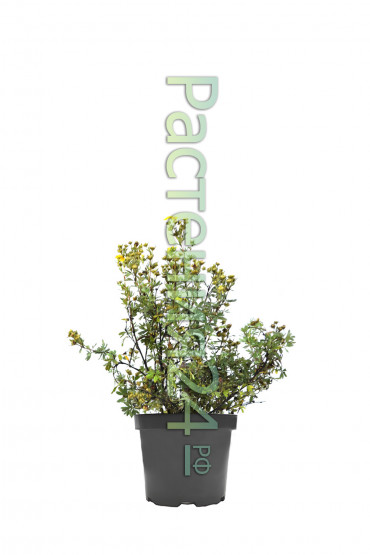 Лапчатка кустарниковая Голдфингер (Goldfinger)