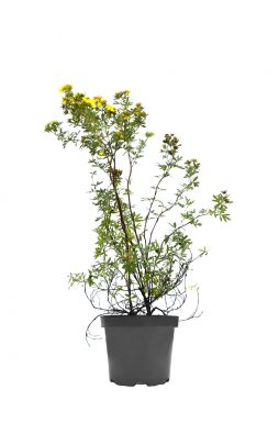 Лапчатка кустарниковая Фридхем (Fredhem)