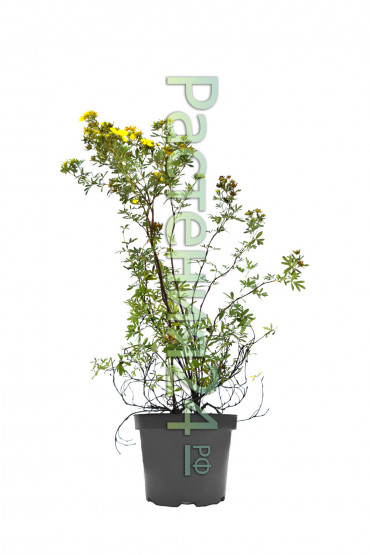 Лапчатка кустарниковая Фридхем (Fredhem)