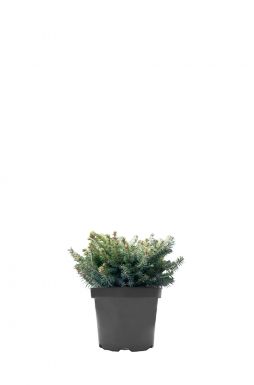 Ель обыкновенная Прокумбенс (Procumbens)