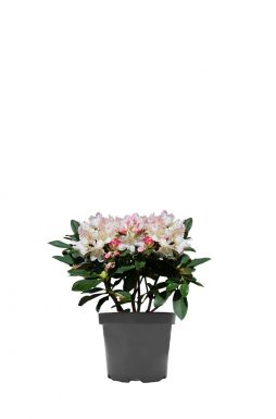 Рододендрон якушманский Голден Торч (Golden Torch)