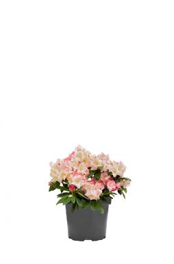 Рододендрон якушманский Перси Вайсман (Percy Wiseman)