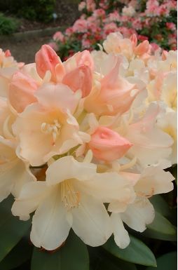 Рододендрон якушманский Голден Торч (Golden Torch)