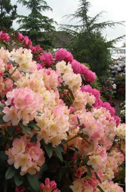 Рододендрон якушманский Перси Вайсман (Percy Wiseman)