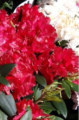 Рододендрон Владислав Ягелло (Wladyslaw Jagiello)