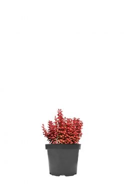 Барбарис Тунберга Корал (Coral)