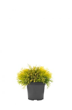 Кипарисовик горохоплодный Филифера Ауреа (Filifera aurea)