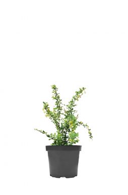 Барбарис корейский