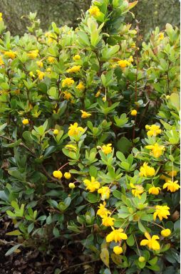 Барбарис оттавский Индиан Саммер (Indian Summer)