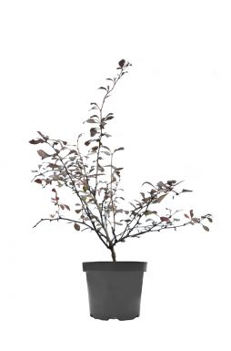 Барбарис оттавский Сильвер Майлс (Silver Miles)