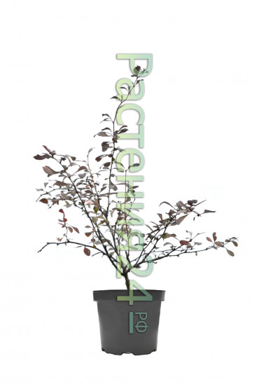 Барбарис оттавский Сильвер Майлс (Silver Miles)