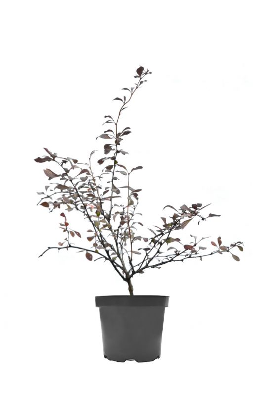 Барбарис оттавский Сильвер Майлс (Silver Miles)