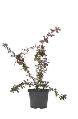 Барбарис оттавский Суперба (Superba)