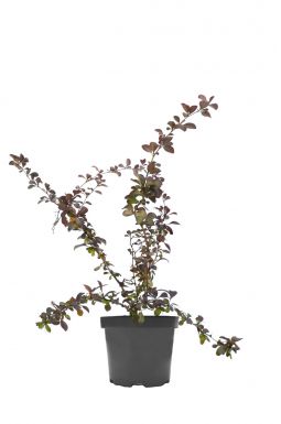 Барбарис оттавский Суперба (Superba)