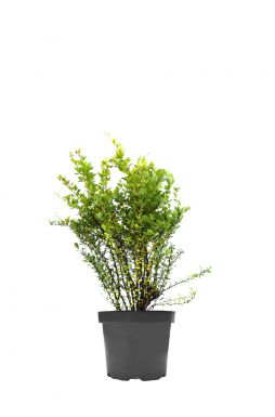 Барбарис тунберга (Thunbergii)