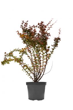 Барбарис тунберга Атропурпуреа (Atropurpurea)