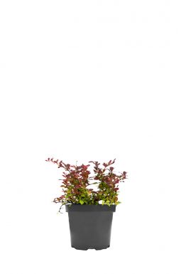 Барбарис тунберга Атропурпуреа Нана (Atropurpurea Nana)