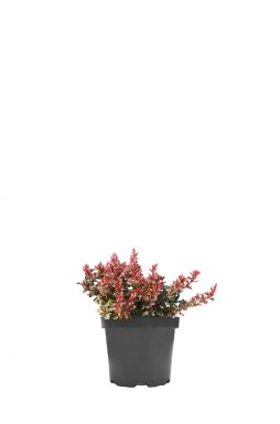 Барбарис тунберга Багатель (Bagatelle)