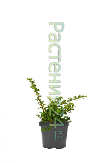 Барбарис тунберга Грин Карпет (Green Carpet)